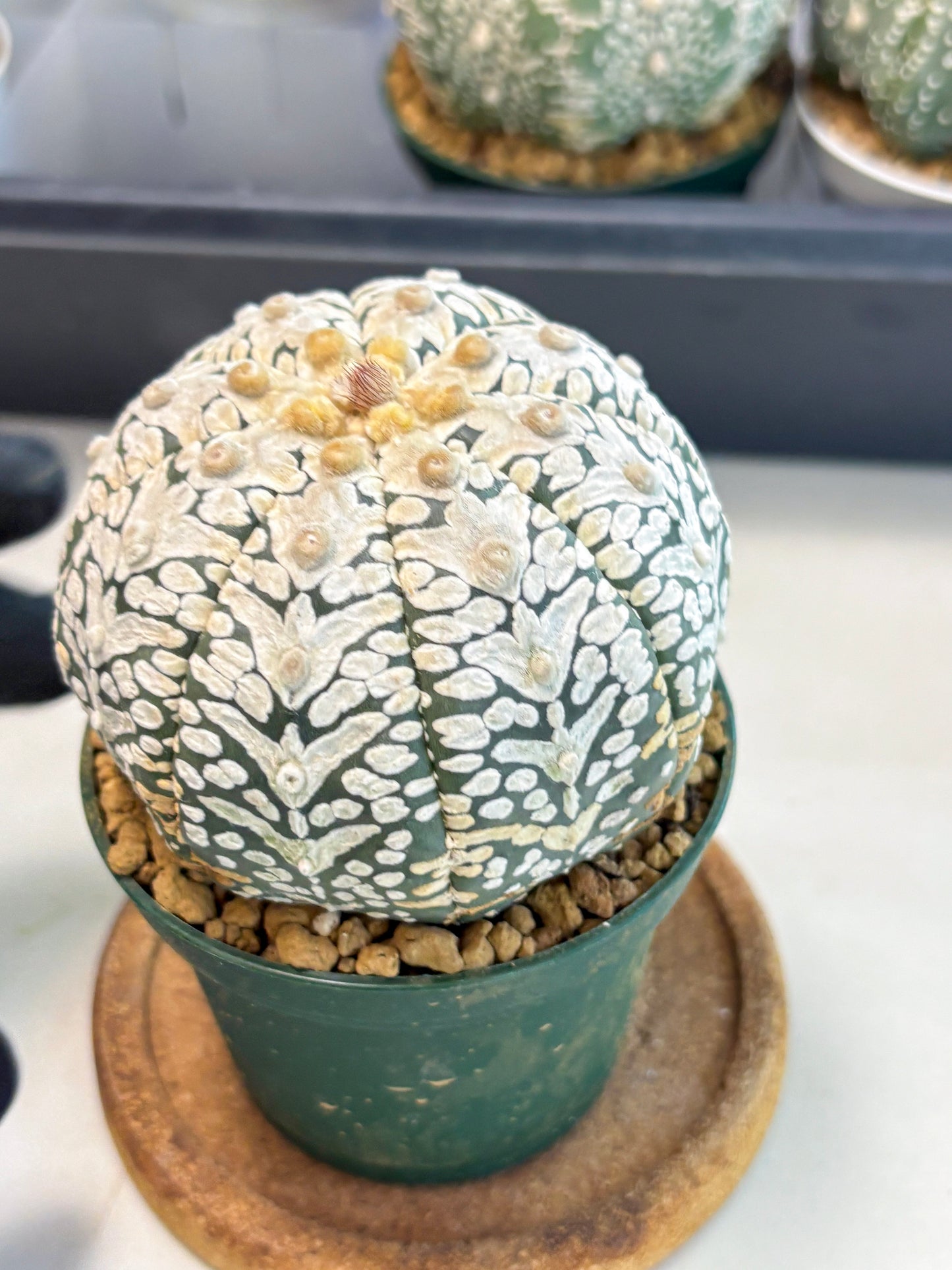 Astrophytum V-Type (at6) (y5) | Rare Star Cactus
