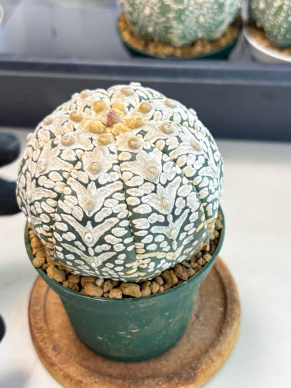 Astrophytum V-Type (at6) (y5) | Rare Star Cactus