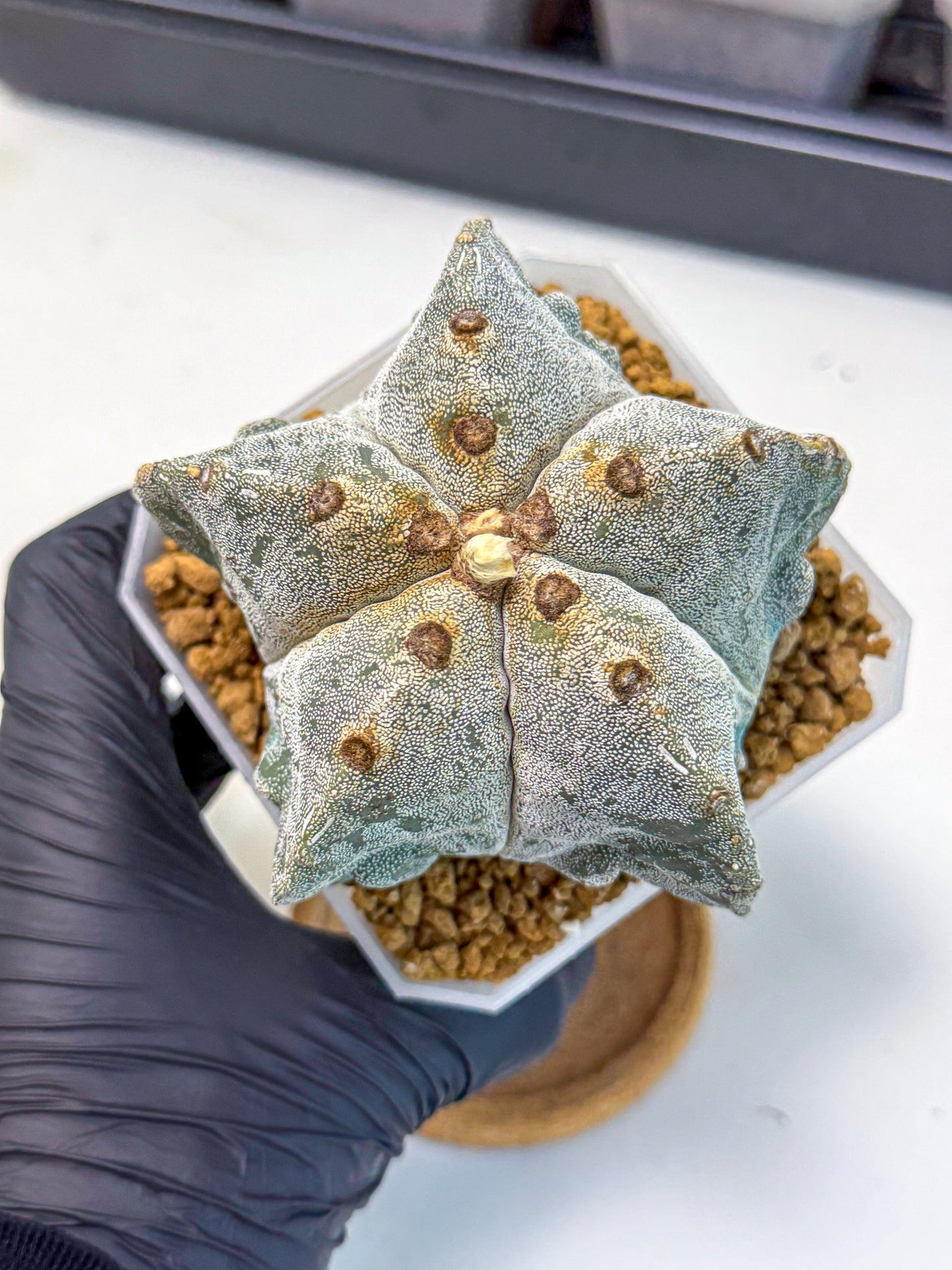 Astrophytum myriostigma (bb) | Desert Plant