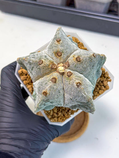 Astrophytum myriostigma (bb) | Desert Plant