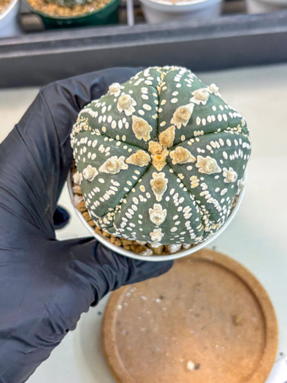 Astrophytum 5-Ribs (at7) (b1) | Living Rocks