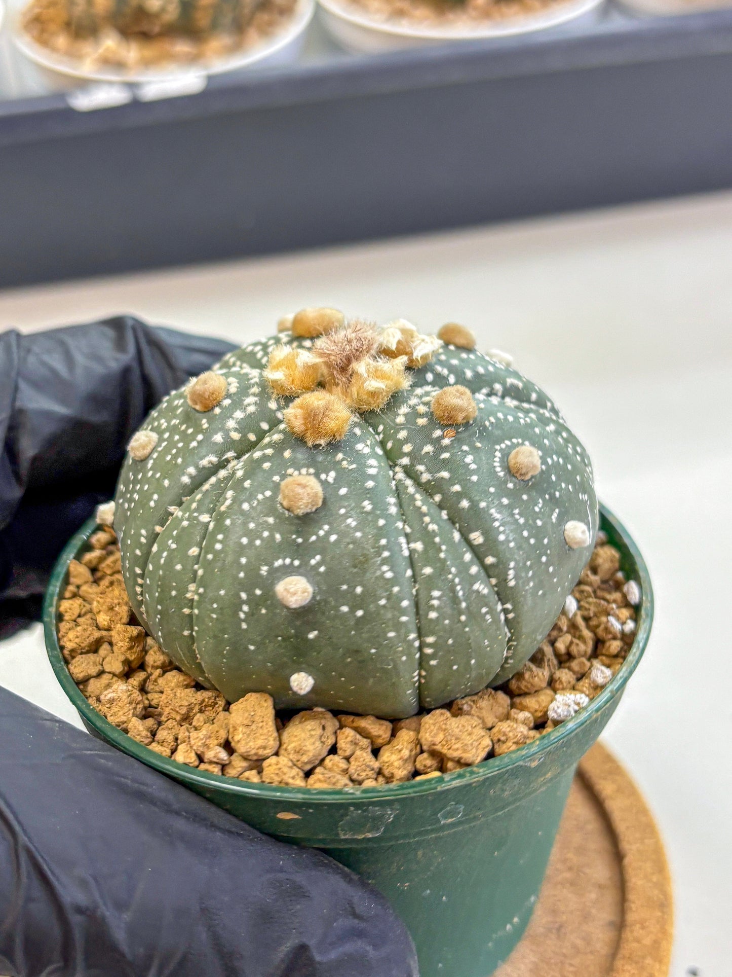 Astrophytum Fukuryu (at8) (10) | Rare Plant | Succulent Cactus