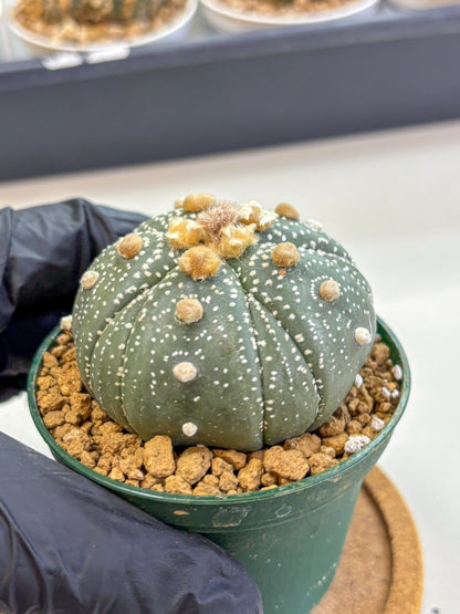 Astrophytum Fukuryu (at8) (10) | Rare Plant | Succulent Cactus