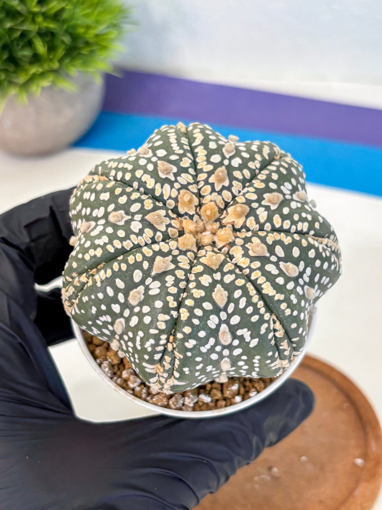 Astrophytum Super Kabuto (at10) (10) | sand dollar cactus