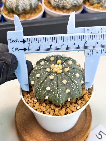Astrophytum Star Shape (at3) (p5) | Very Rare Cactus