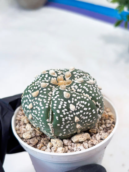 Astrophytum 5-Rib (T8) (y5) | Imported From Japan