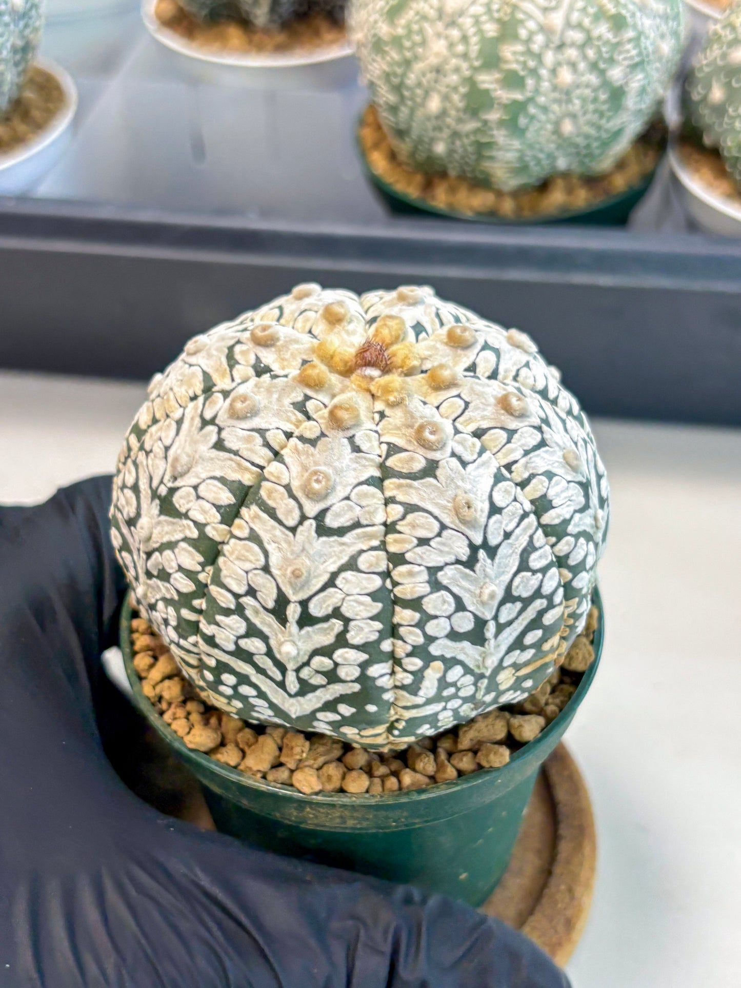 Astrophytum V-Type (at6) (y5) | Rare Star Cactus