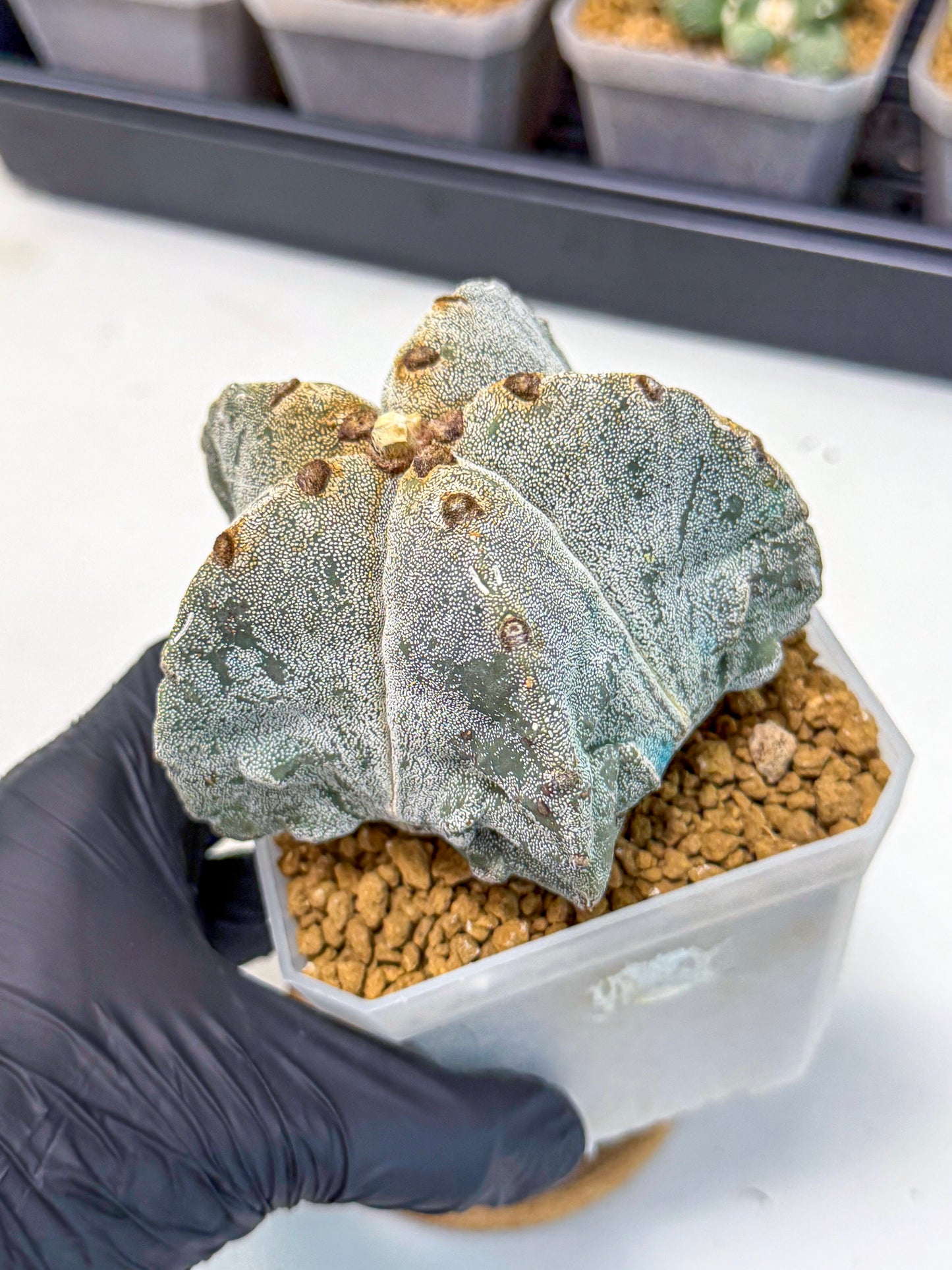 Astrophytum myriostigma (bb) | Desert Plant