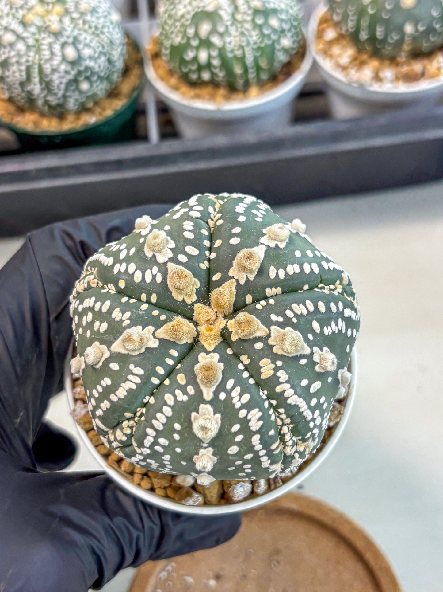Astrophytum 5-Ribs (at7) (b1) | Living Rocks