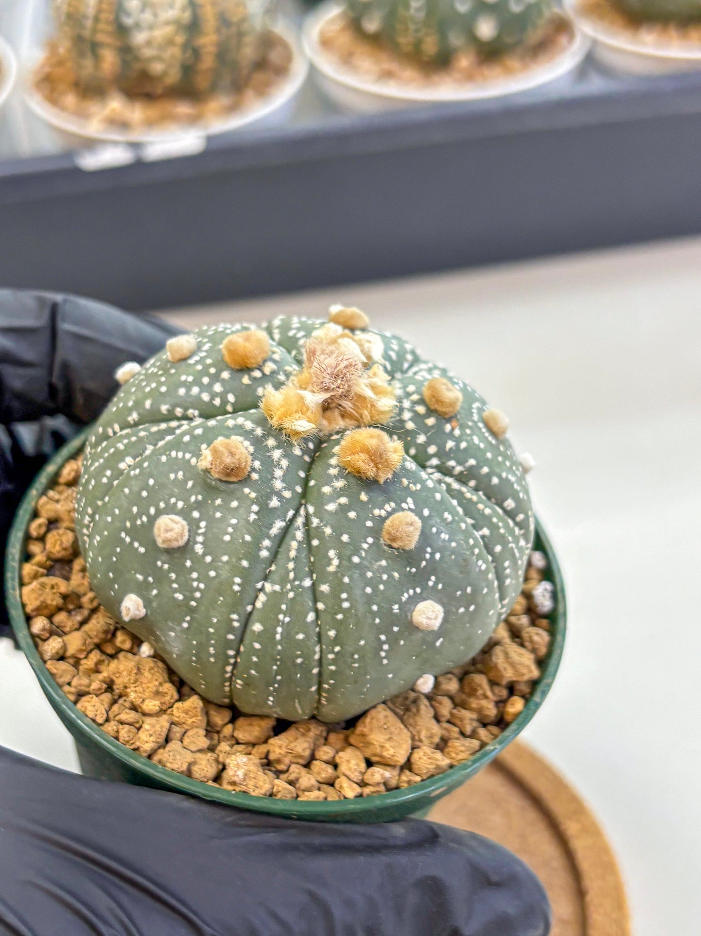 Astrophytum Fukuryu (at8) (10) | Rare Plant | Succulent Cactus