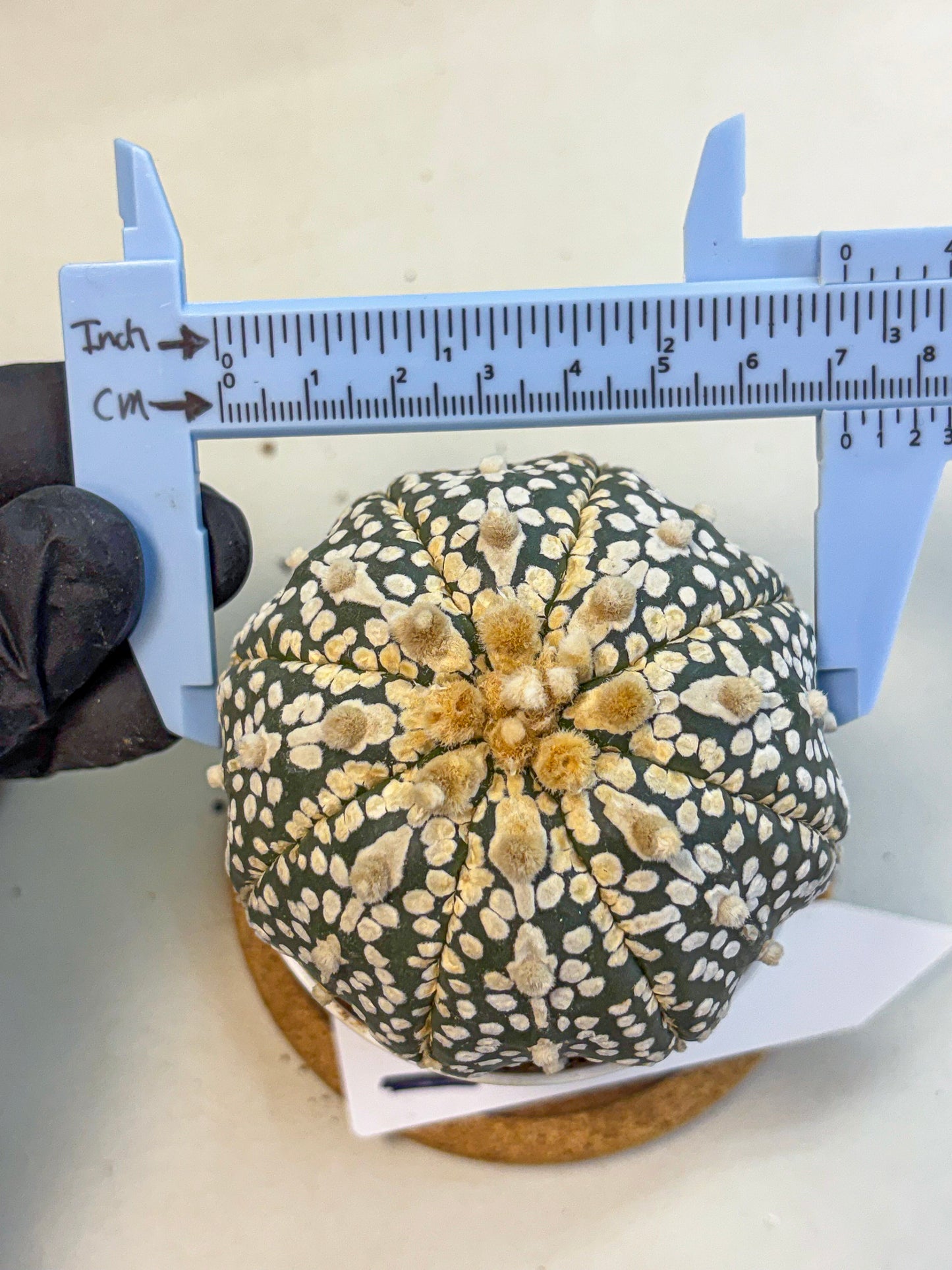 Astrophytum Super Kabuto (at10) (11) | sand dollar cactus