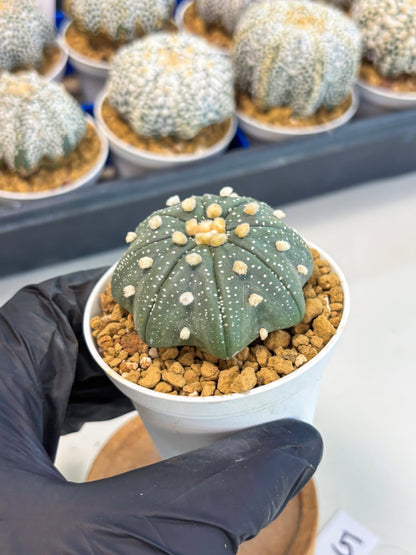 Astrophytum Star Shape (at3) (p5) | Very Rare Cactus