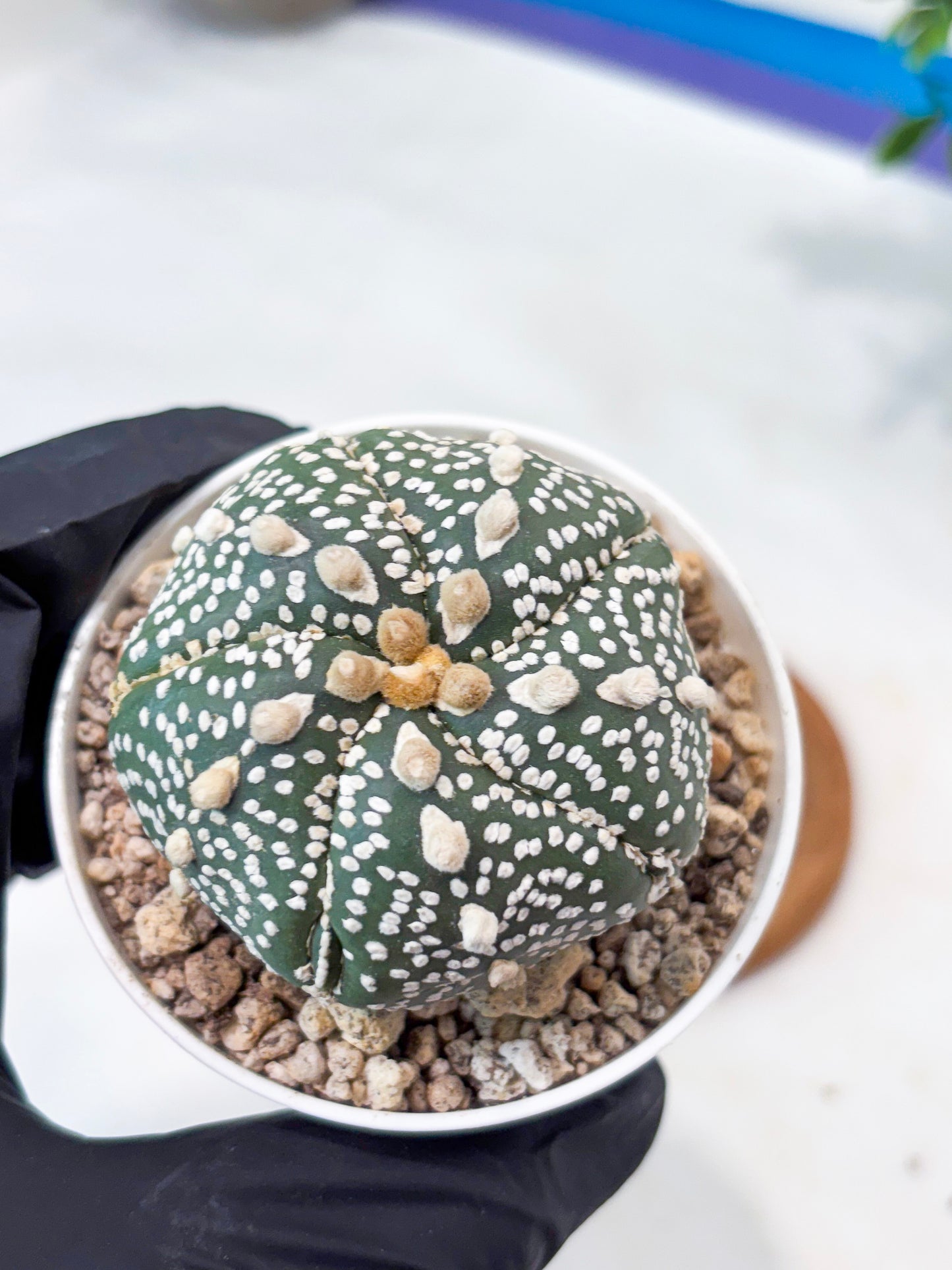 Astrophytum 5-Rib (T8) (y5) | Imported From Japan