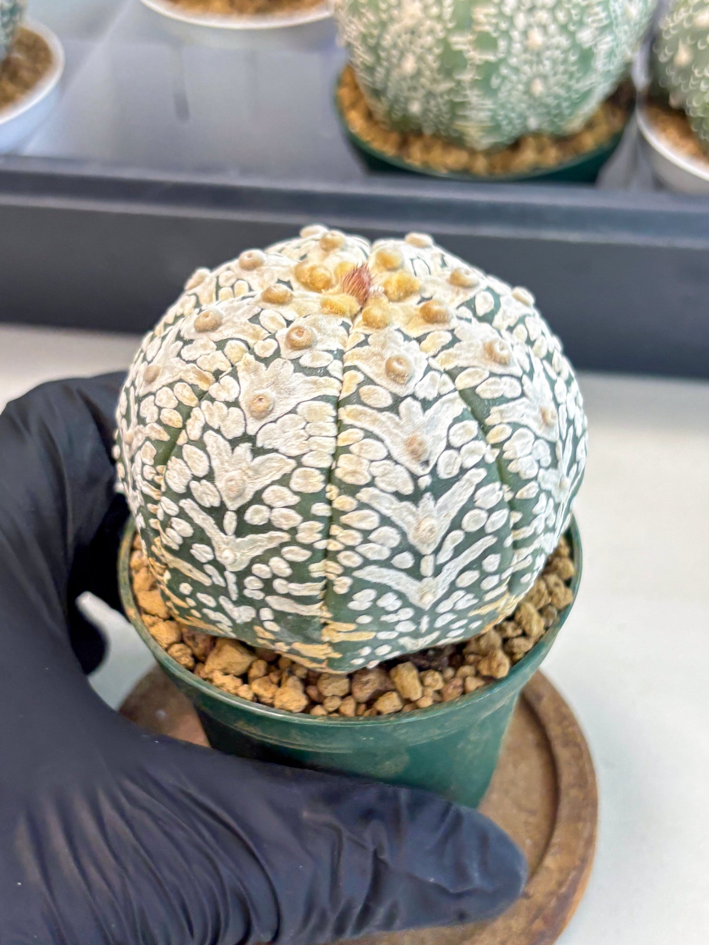 Astrophytum V-Type (at6) (y5) | Rare Star Cactus