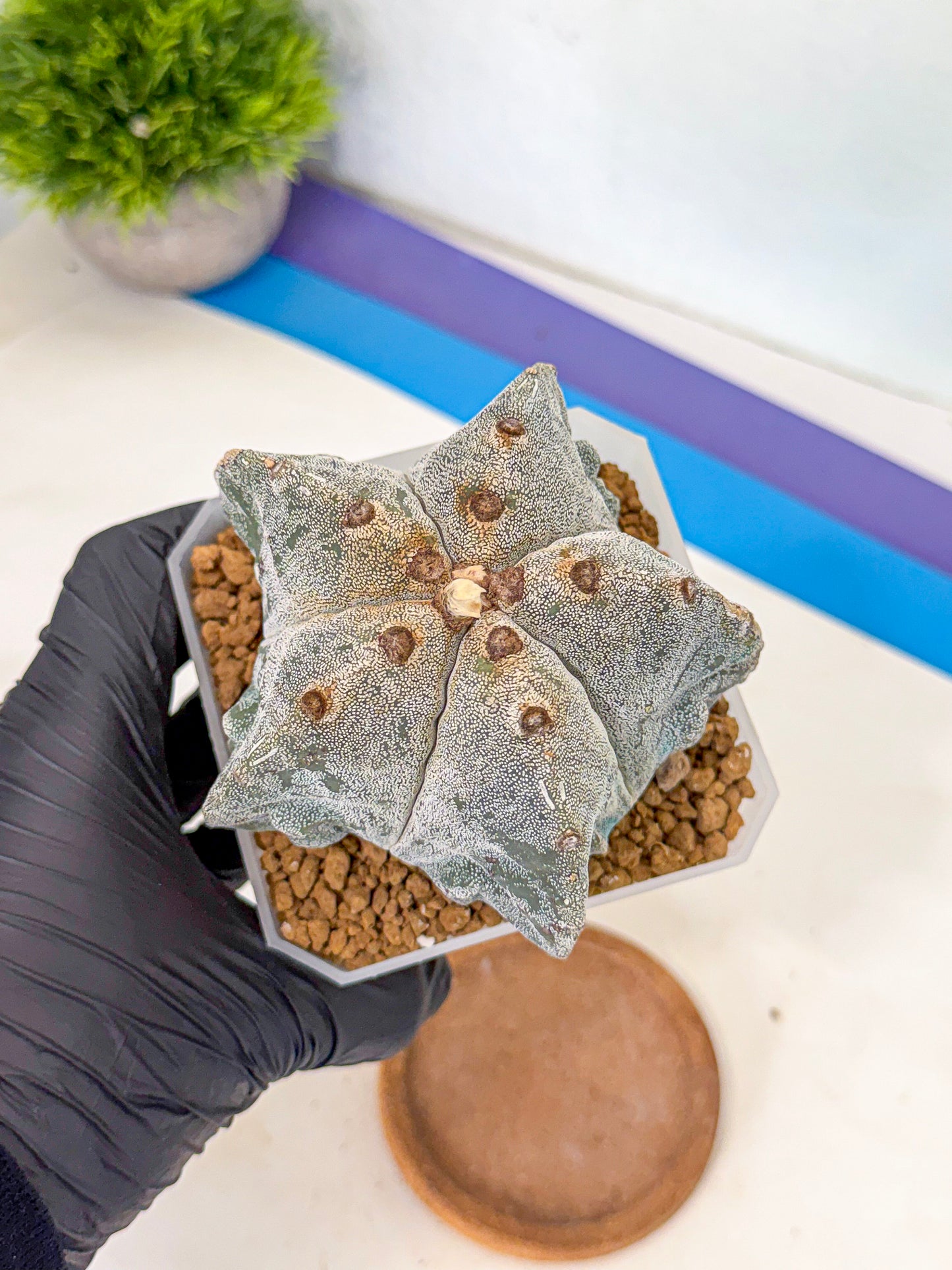Astrophytum myriostigma (bb) | Desert Plant