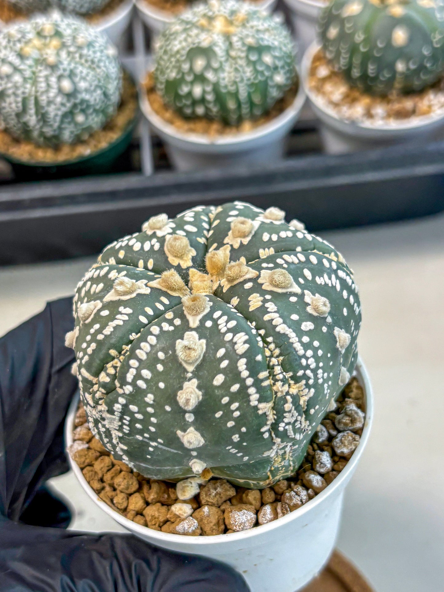 Astrophytum 5-Ribs (at7) (b1) | Living Rocks
