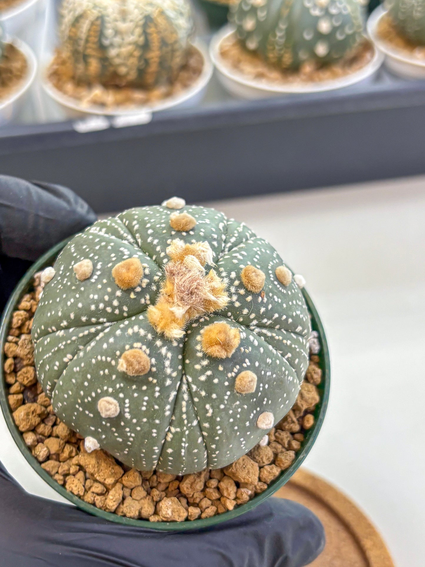 Astrophytum Fukuryu (at8) (10) | Rare Plant | Succulent Cactus
