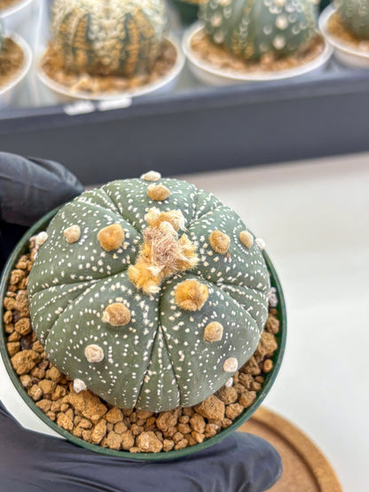 Astrophytum Fukuryu (at8) (10) | Rare Plant | Succulent Cactus