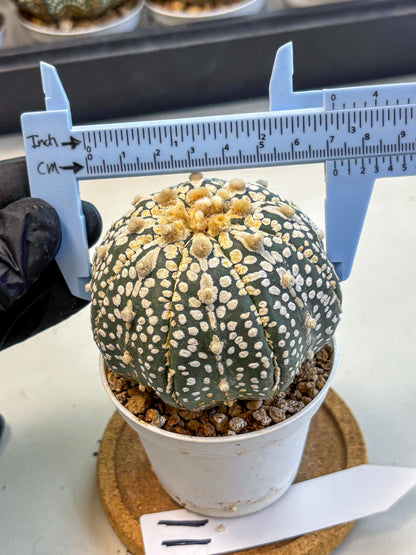 Astrophytum Super Kabuto (at10) (11) | sand dollar cactus