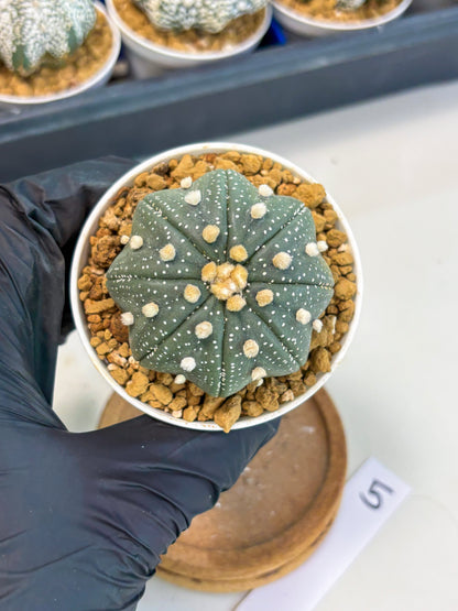 Astrophytum Star Shape (at3) (p5) | Very Rare Cactus