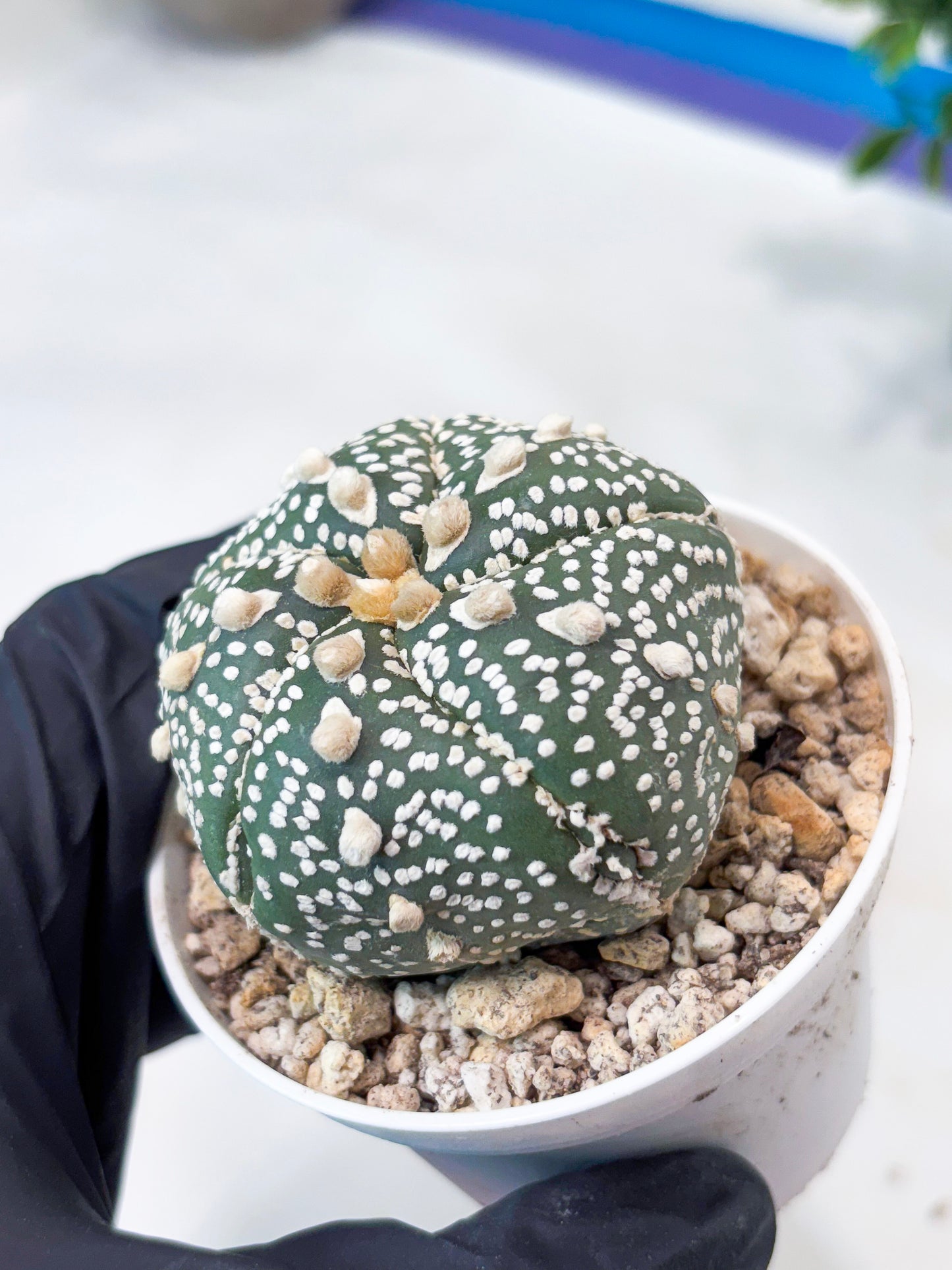 Astrophytum 5-Rib (T8) (y5) | Imported From Japan
