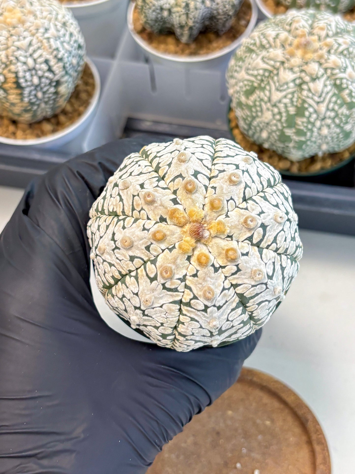 Astrophytum V-Type (at6) (y5) | Rare Star Cactus