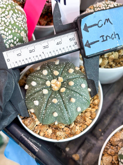 Astrophytum Super Kabuto (t7) (b1) | Imported Plants | 3" Pot