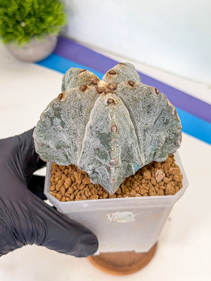 Astrophytum myriostigma (bb) | Desert Plant