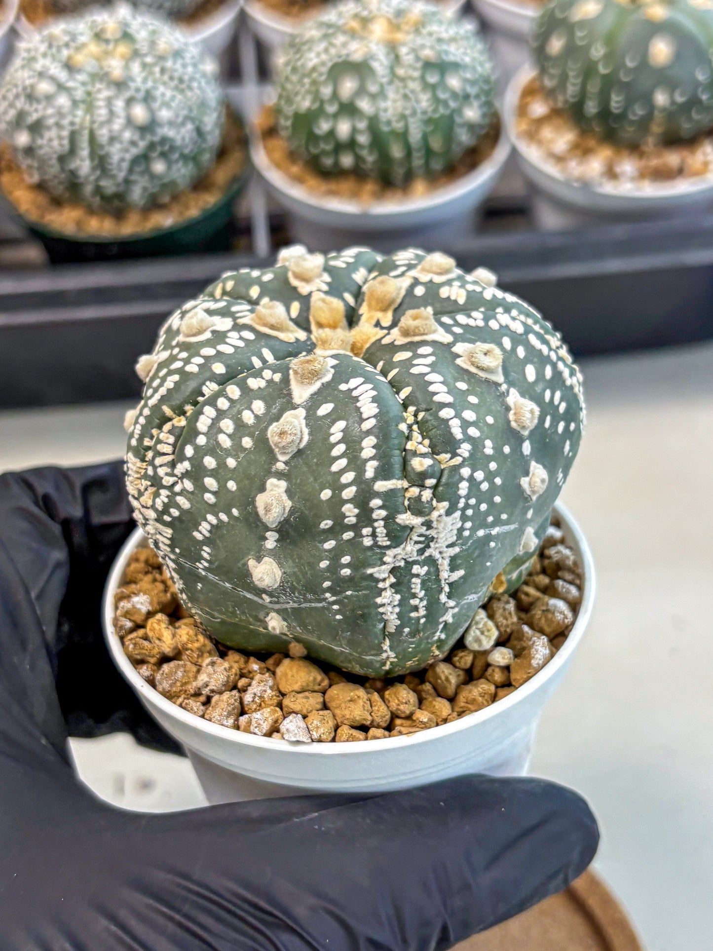 Astrophytum 5-Ribs (at7) (b1) | Living Rocks