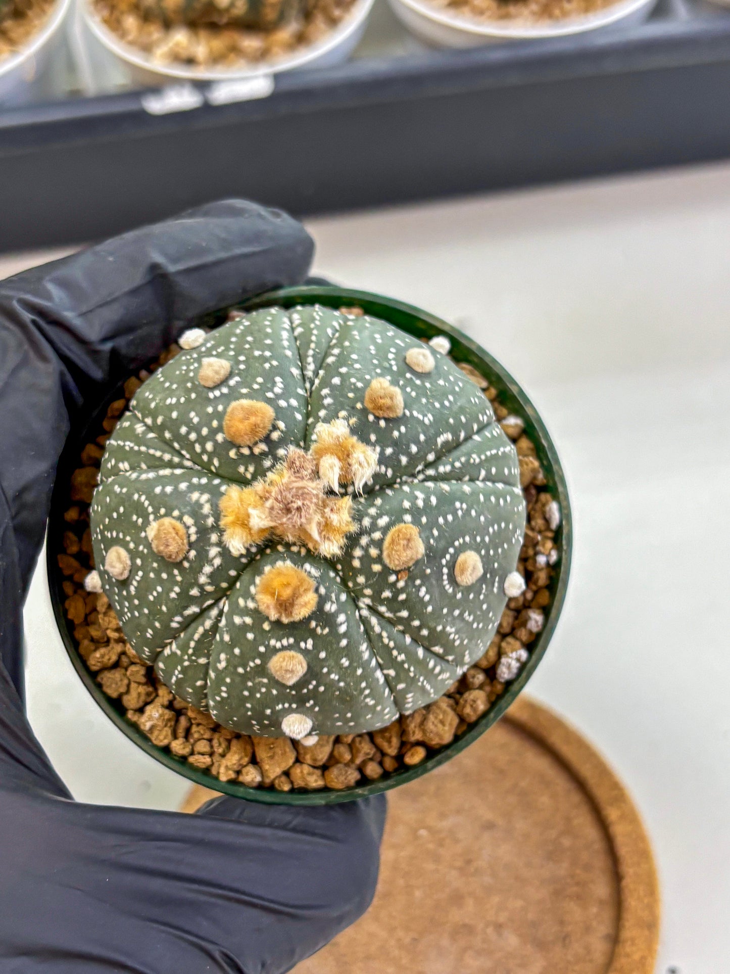 Astrophytum Fukuryu (at8) (10) | Rare Plant | Succulent Cactus