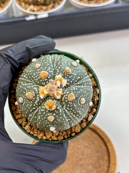 Astrophytum Fukuryu (at8) (10) | Rare Plant | Succulent Cactus
