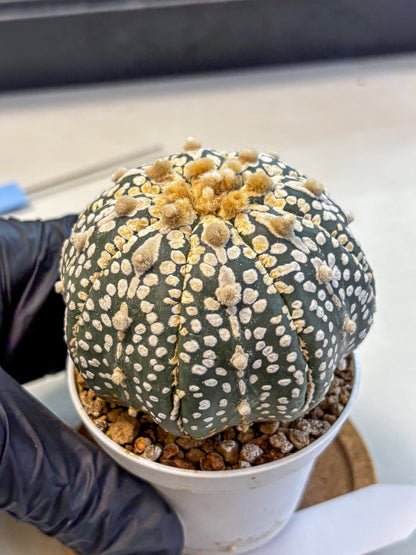 Astrophytum Super Kabuto (at10) (11) | sand dollar cactus