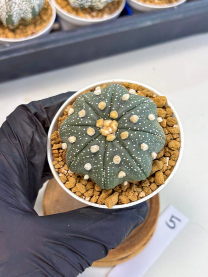 Astrophytum Star Shape (at3) (p5) | Very Rare Cactus