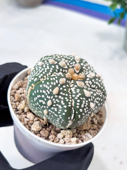 Astrophytum 5-Rib (T8) (y5) | Imported From Japan
