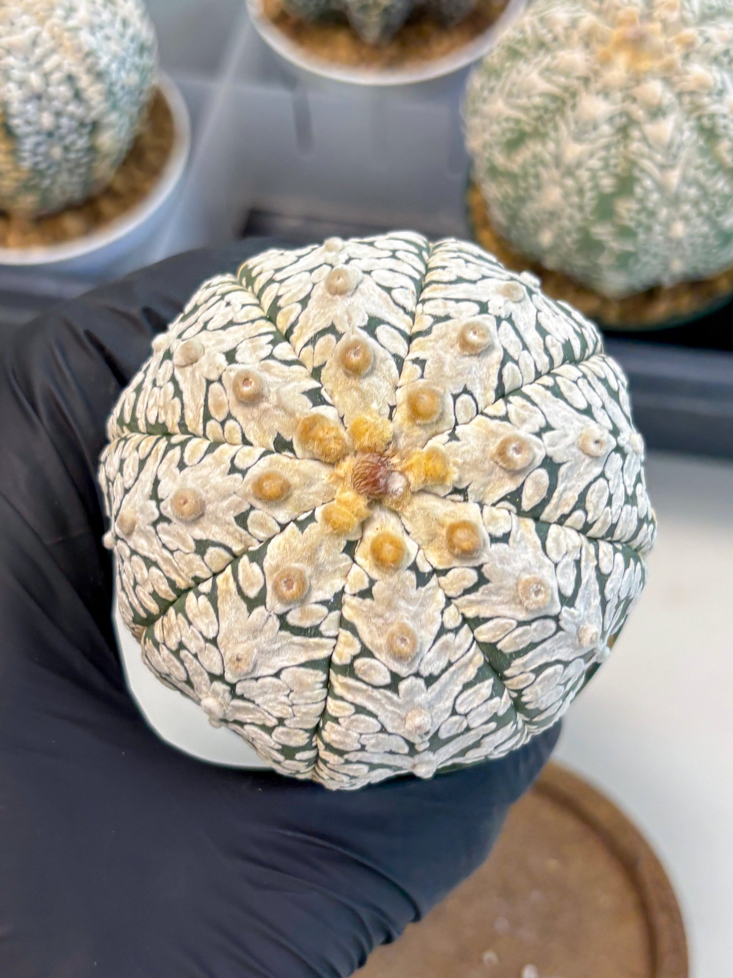 Astrophytum V-Type (at6) (y5) | Rare Star Cactus
