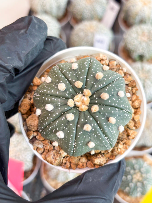 Astrophytum Super Kabuto (t7) (b1) | Imported Plants | 3" Pot