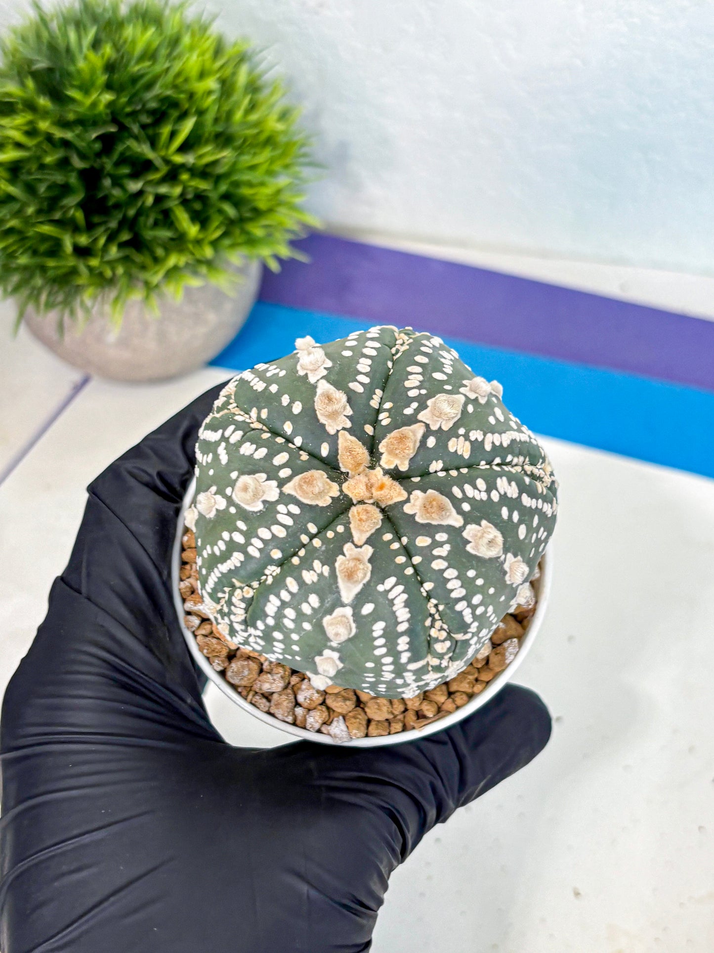 Astrophytum 5-Ribs (at7) (b1) | Living Rocks