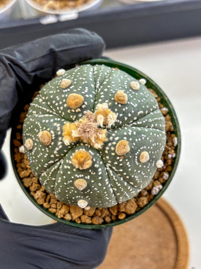 Astrophytum Fukuryu (at8) (10) | Rare Plant | Succulent Cactus