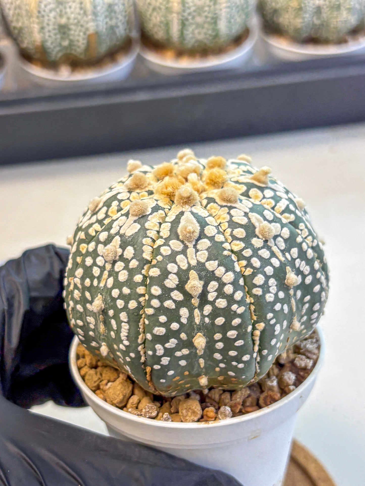 Astrophytum Super Kabuto (at10) (11) | sand dollar cactus