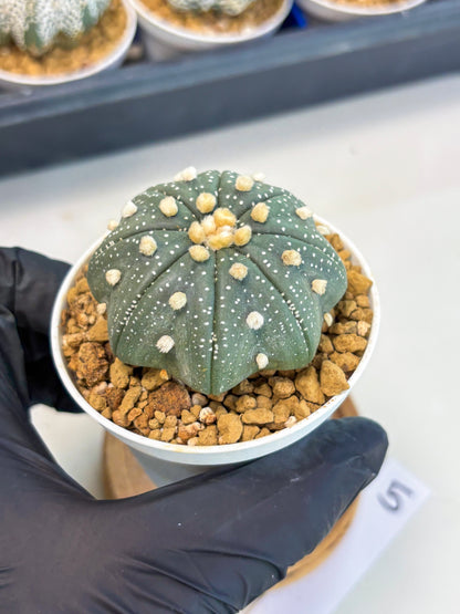 Astrophytum Star Shape (at3) (p5) | Very Rare Cactus