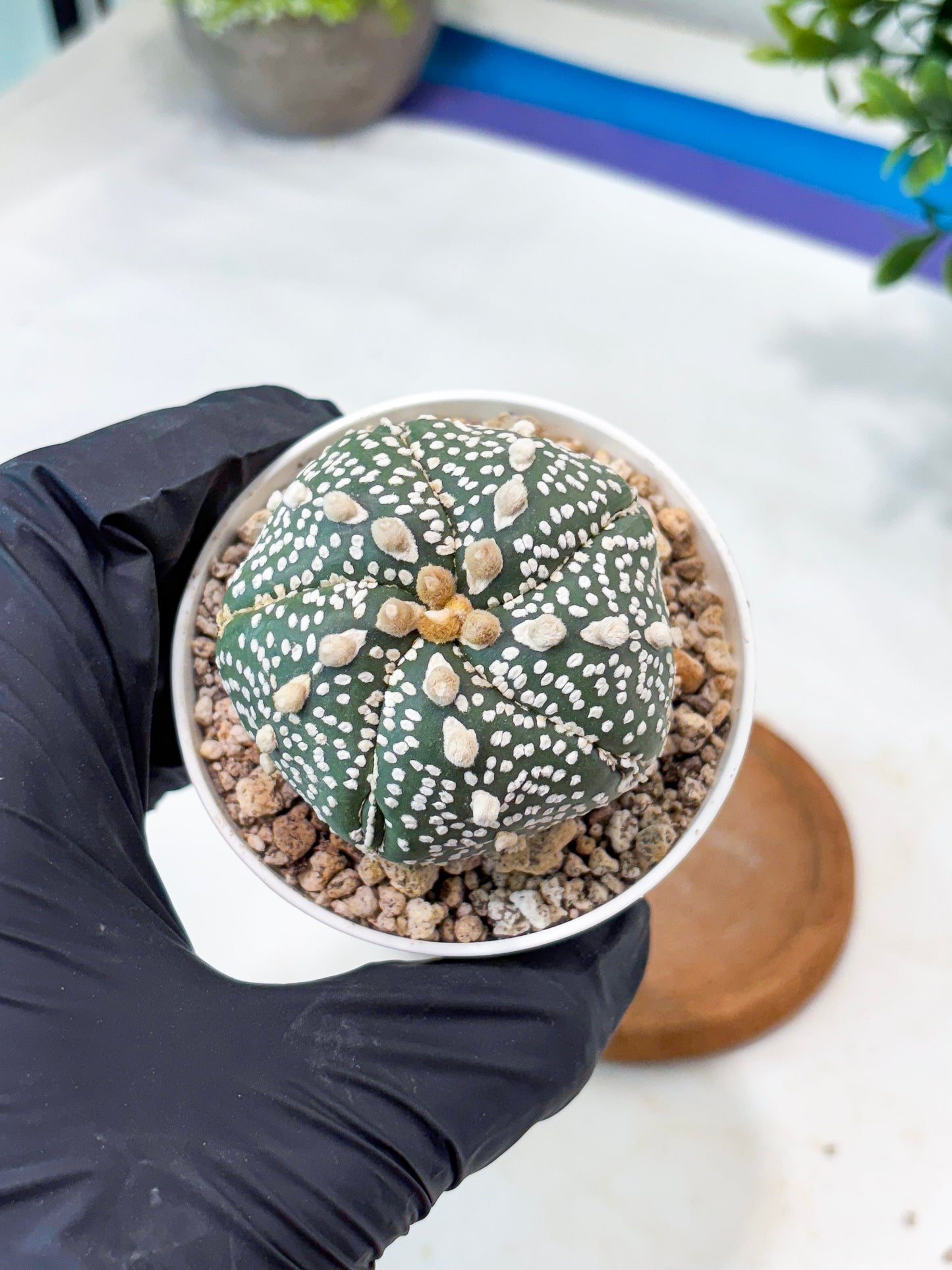 Astrophytum 5-Rib (T8) (y5) | Imported From Japan