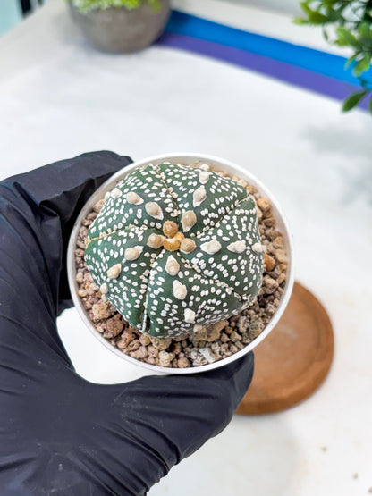 Astrophytum 5-Rib (T8) (y5) | Imported From Japan