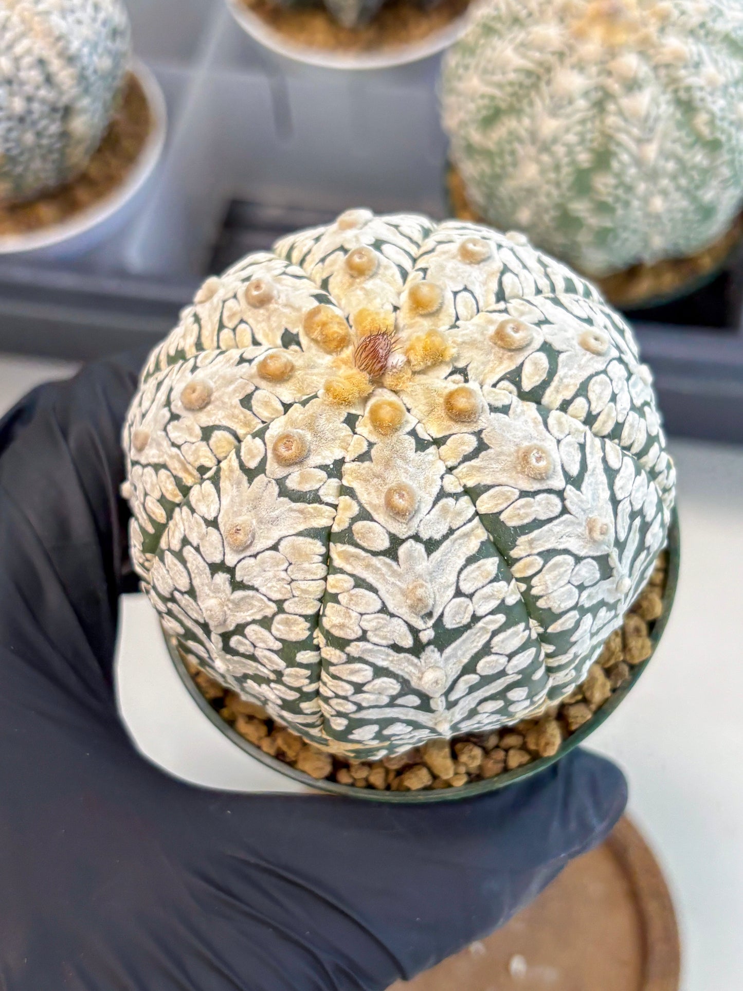 Astrophytum V-Type (at6) (y5) | Rare Star Cactus