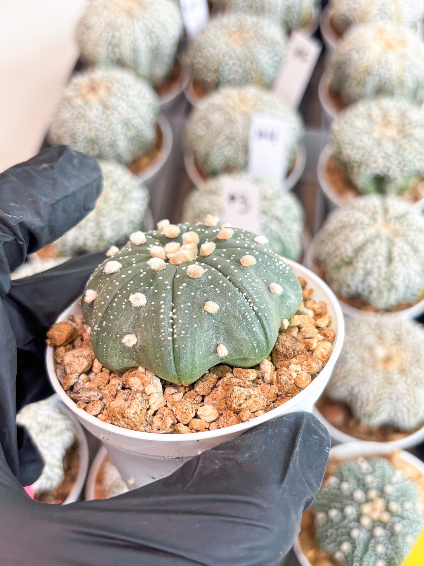 Astrophytum Super Kabuto (t7) (b1) | Imported Plants | 3" Pot