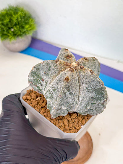 Astrophytum myriostigma (bb) | Desert Plant
