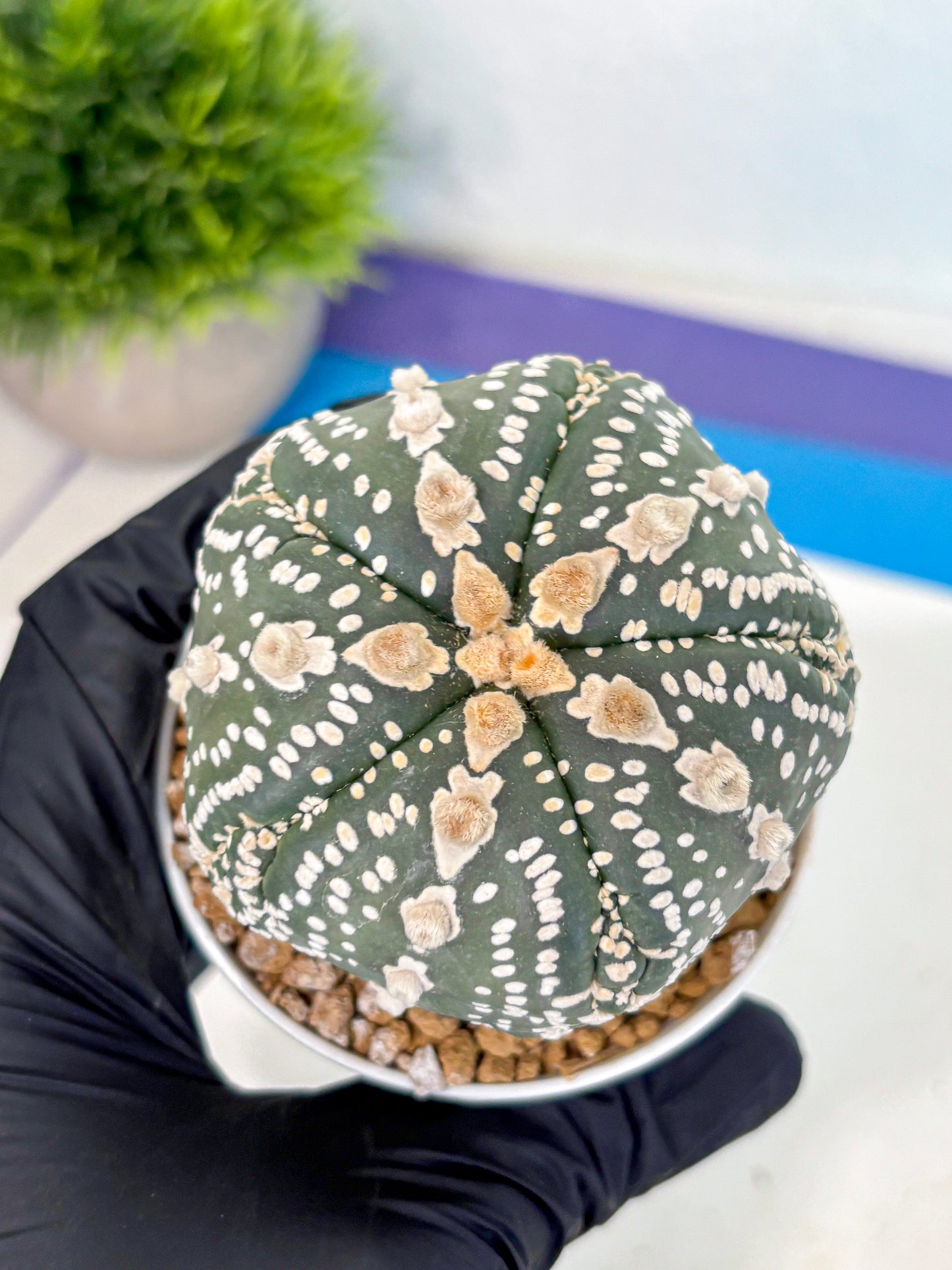 Astrophytum 5-Ribs (at7) (b1) | Living Rocks