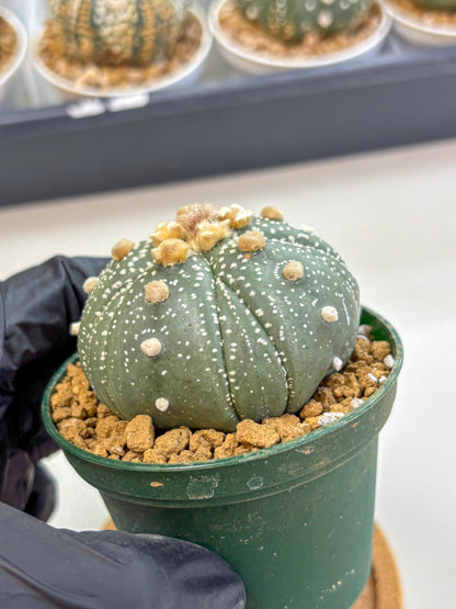 Astrophytum Fukuryu (at8) (10) | Rare Plant | Succulent Cactus