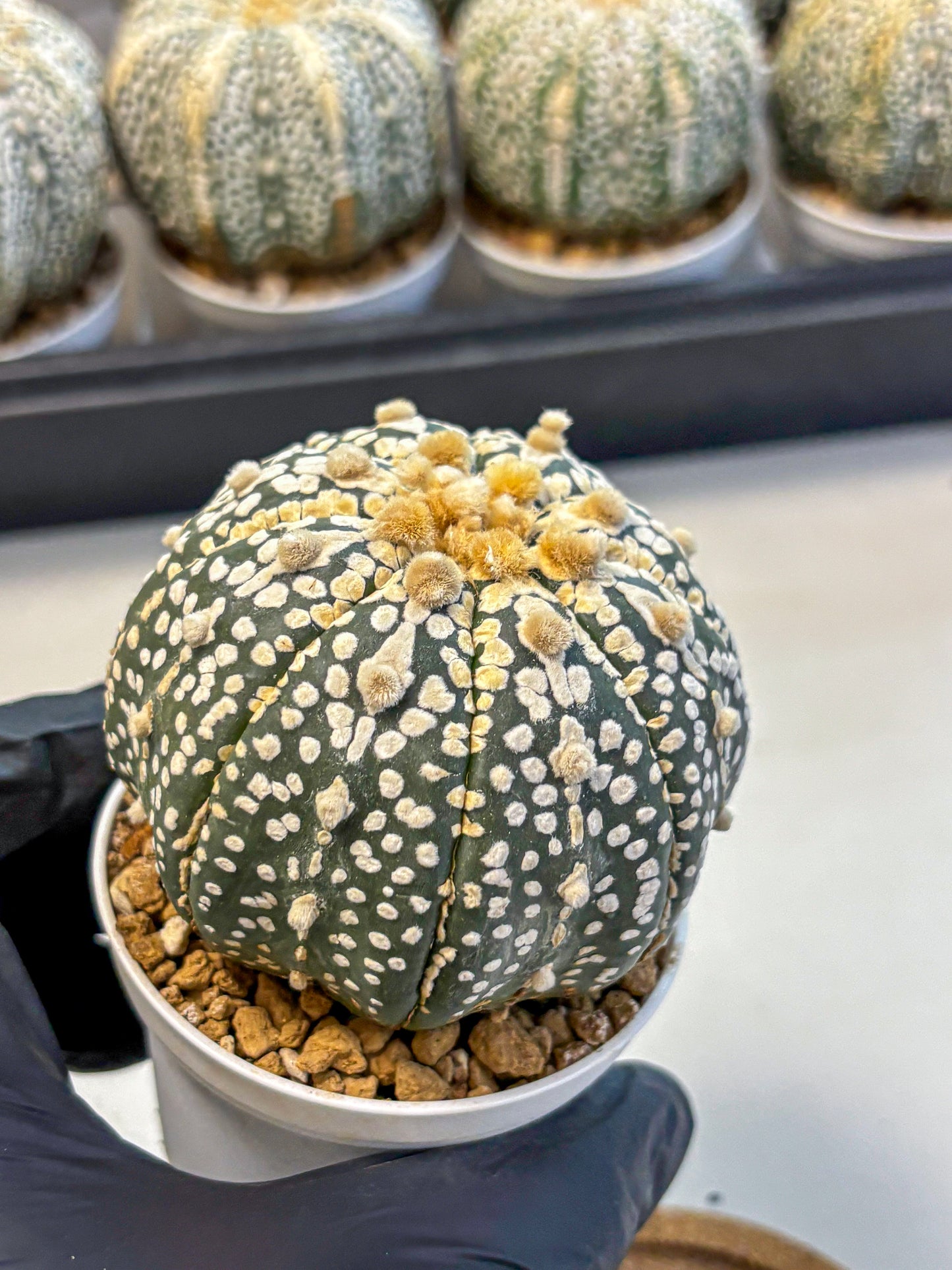Astrophytum Super Kabuto (at10) (11) | sand dollar cactus