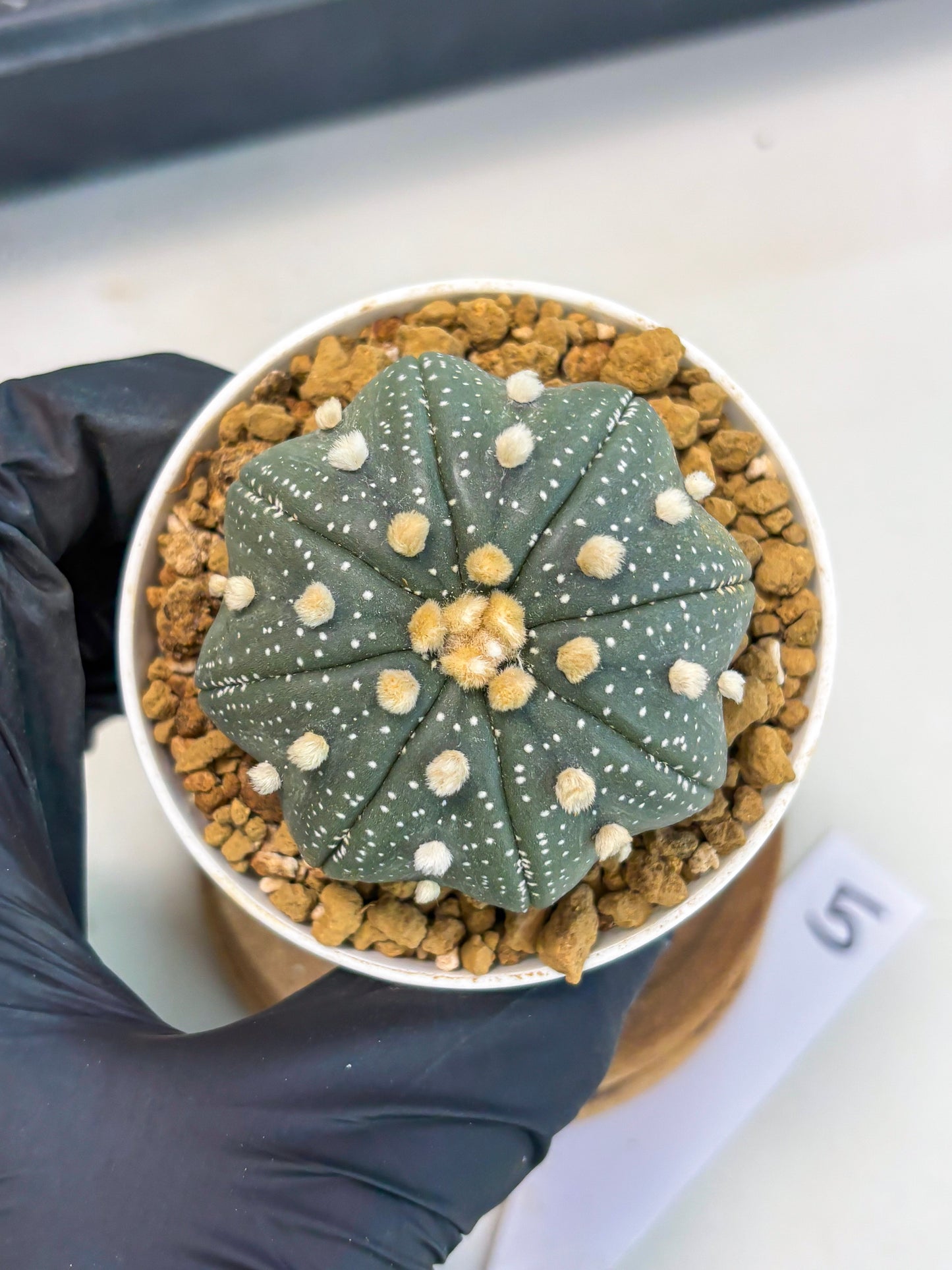 Astrophytum Star Shape (at3) (p5) | Very Rare Cactus