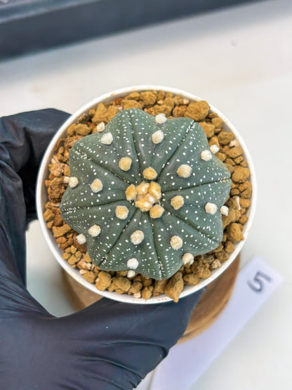 Astrophytum Star Shape (at3) (p5) | Very Rare Cactus
